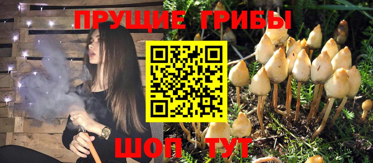 Галлюциногенные грибы Psilocybe  Вход с VPN  Чусовой 